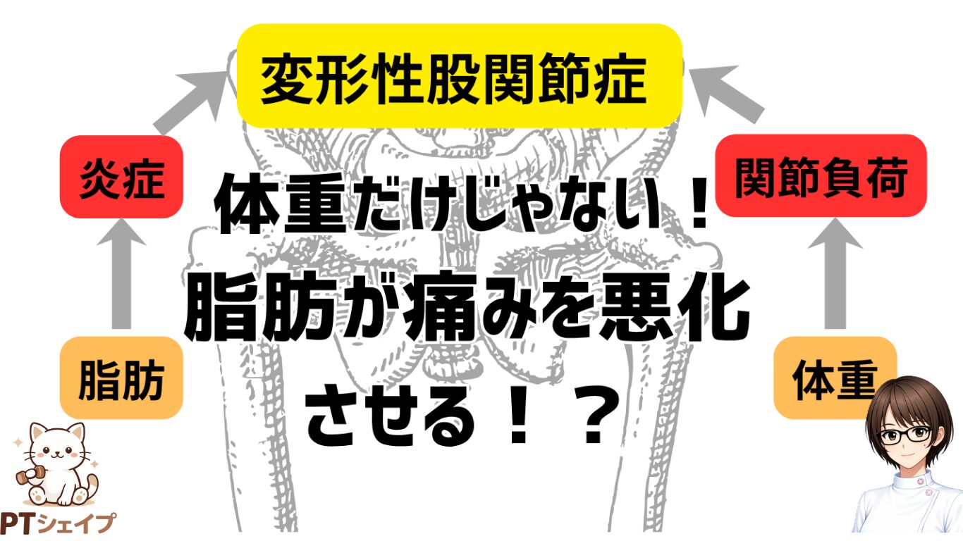 変形性股関節症とダイエット　体重だけではない！体脂肪が股関節痛を悪化させる