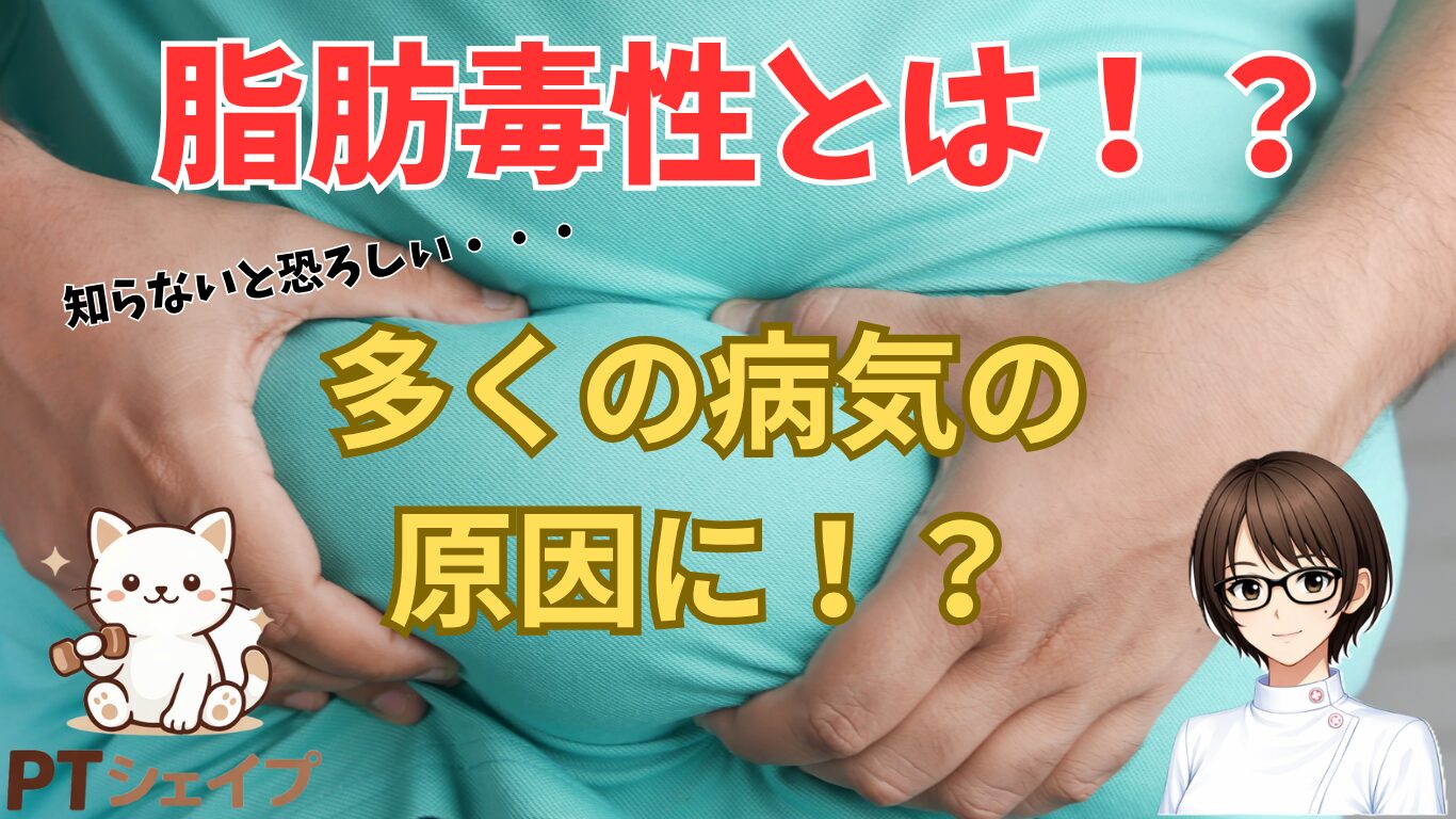 脂肪毒性とは？病気が進行する仕組みと改善方法を理学療法士がわかりやすく解説